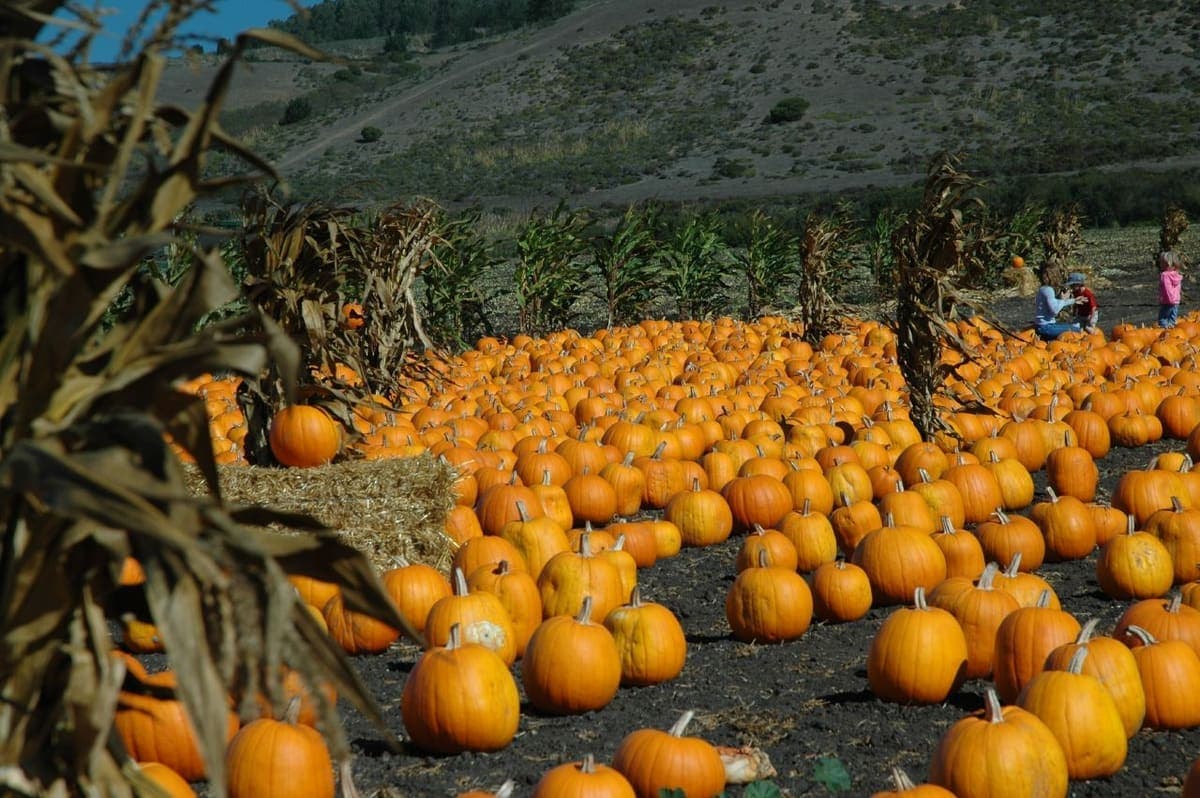 Lemos Farm